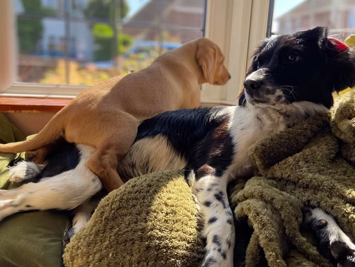 A simple guide to give your Furry Friends a pamper day